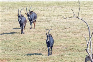 Níger pronóstico del tiempo