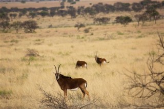 Niger weather forecast