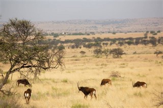 Niger weather forecast