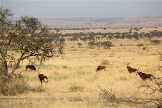 Niger weather forecast