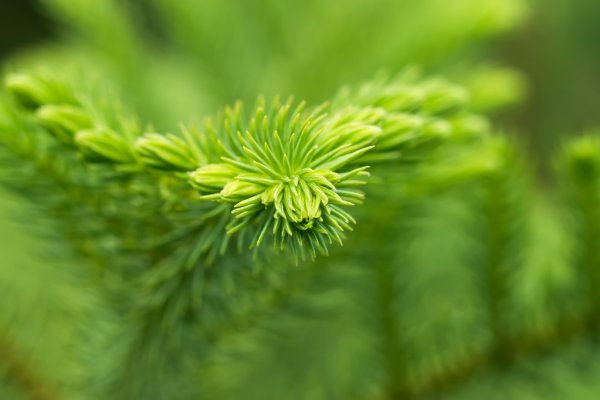 Norfolk Island weather forecast