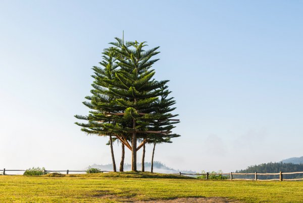 Norfolk Island weather forecast