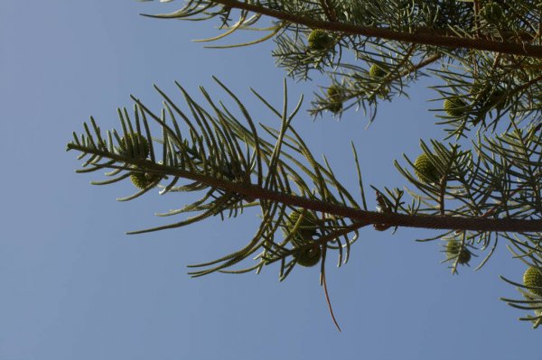 Norfolk Island weather forecast