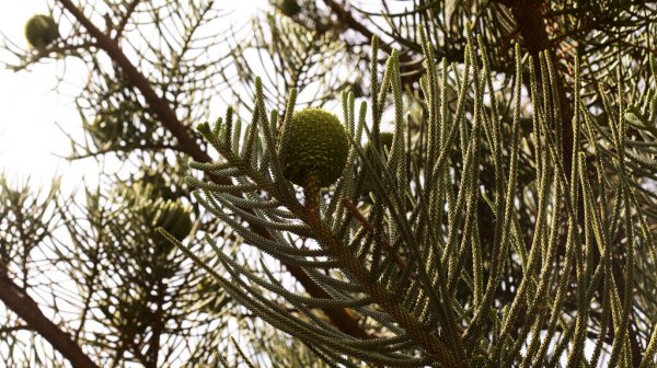 Norfolk Island weather forecast