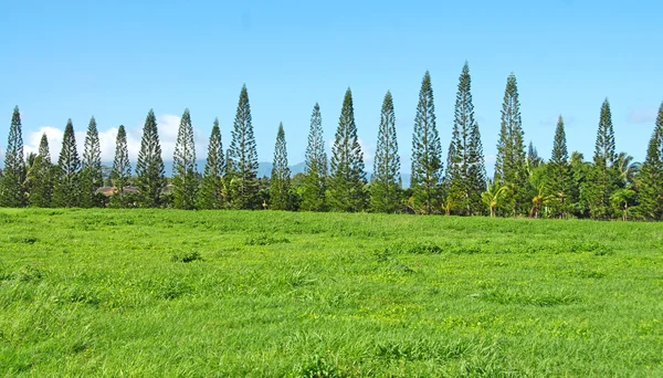 Norfolk Island weather forecast