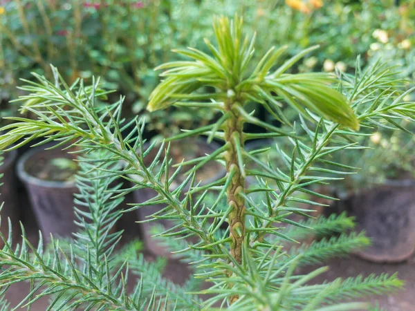 Norfolk Island weather forecast