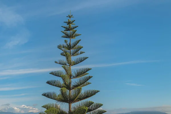 Norfolk Island weather forecast