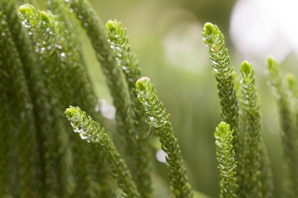 Norfolk Island weather forecast