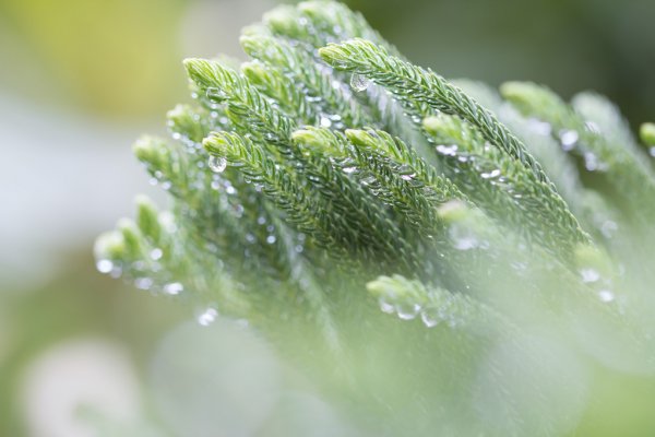 Norfolk Island weather forecast