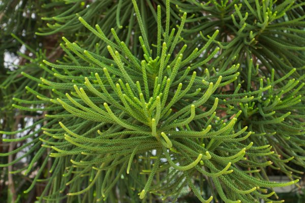 Norfolk Island weather forecast