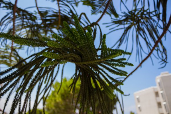 Norfolk Island weather forecast