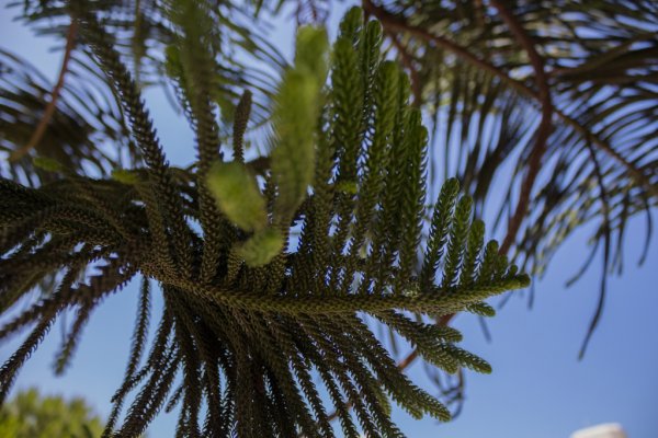 Norfolk Island weather forecast