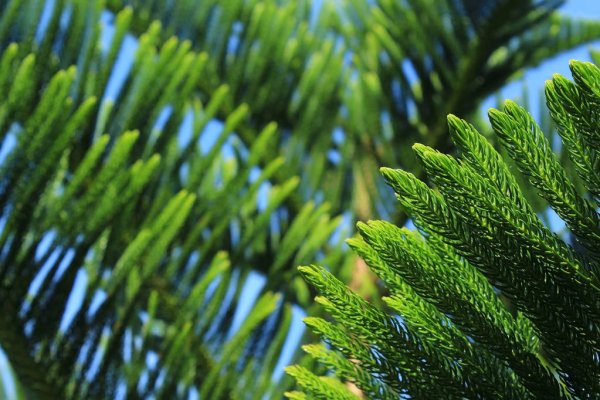 Norfolk Island weather forecast