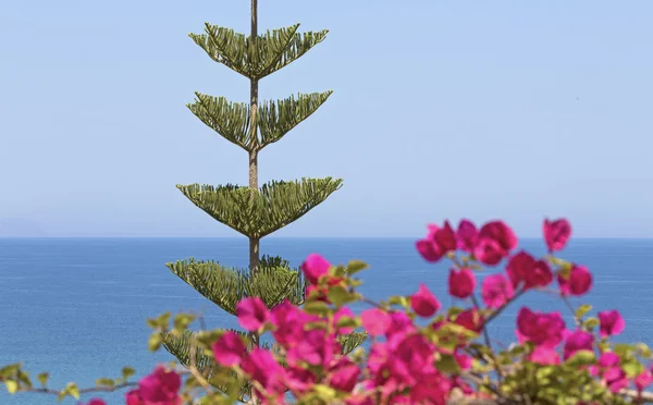 Norfolk Island weather forecast