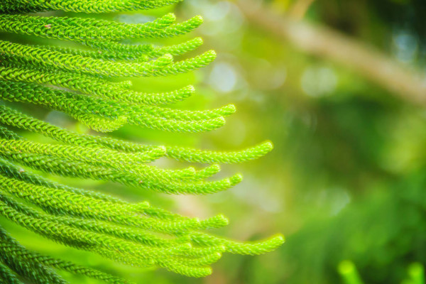 Norfolk Island weather forecast