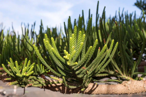 Norfolk Island weather forecast