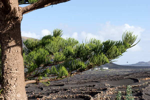 Norfolk Island weather forecast