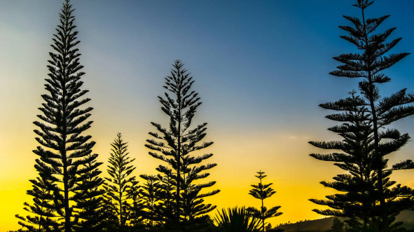 Norfolk Island weather forecast