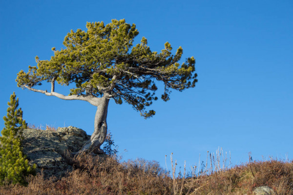 Norfolk Island weather forecast