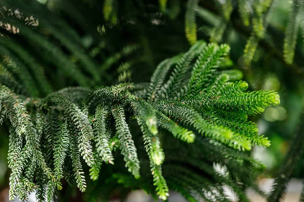 Norfolk Island weather forecast