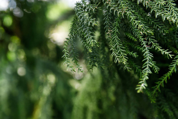 Norfolk Island weather forecast