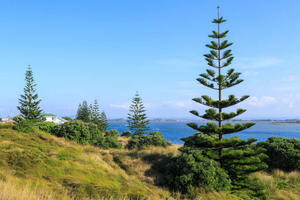 Norfolk Island weather forecast