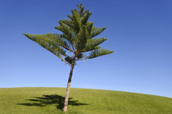 Norfolk Island weather forecast