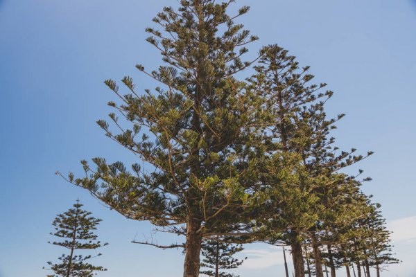 Norfolk Island weather forecast