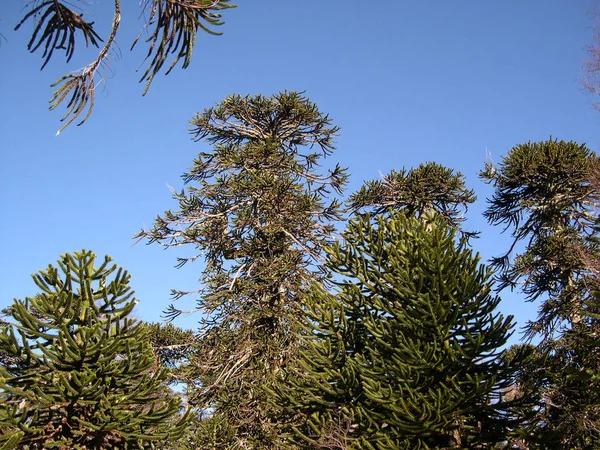 Norfolk Island weather forecast