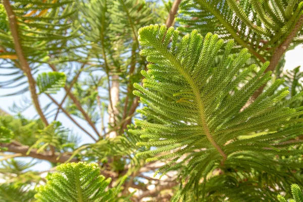 Norfolk Island weather forecast