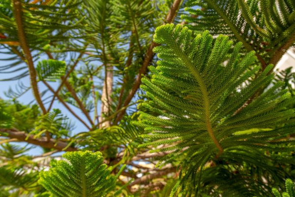 Norfolk Island weather forecast