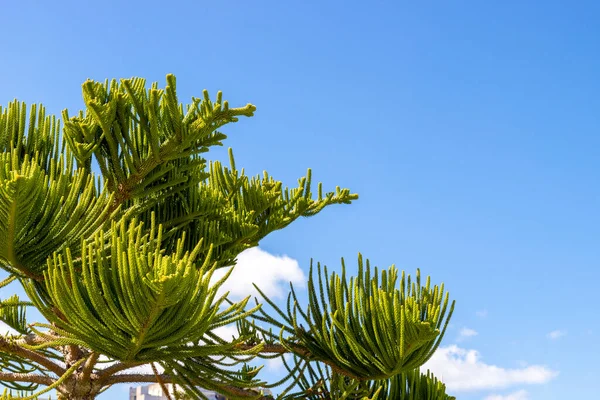 Norfolk Island weather forecast