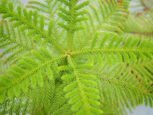 Norfolk Island weather forecast