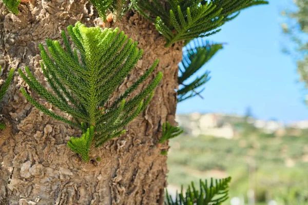 Norfolk Island weather forecast