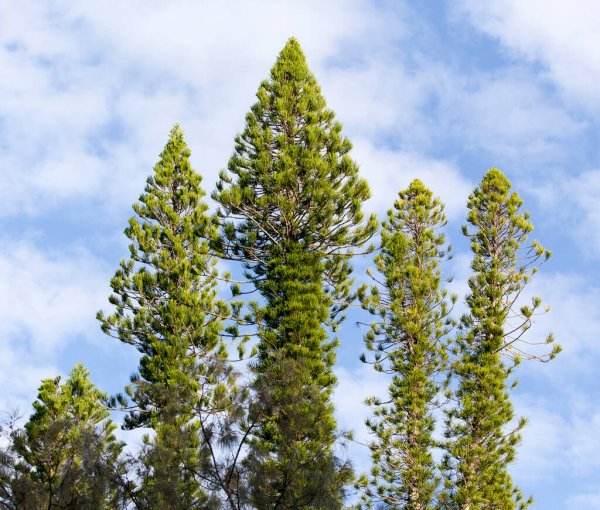 Norfolk Island weather forecast