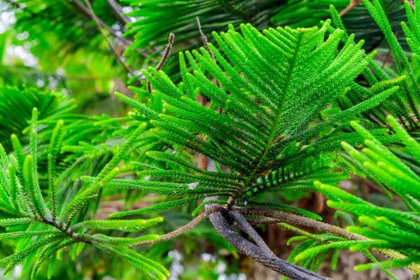 Norfolk Island weather forecast