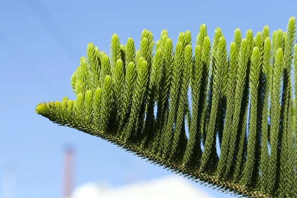 Norfolk Island weather forecast