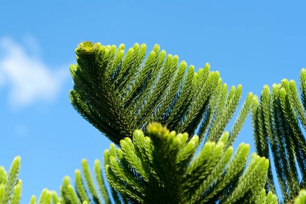 Norfolk Island weather forecast