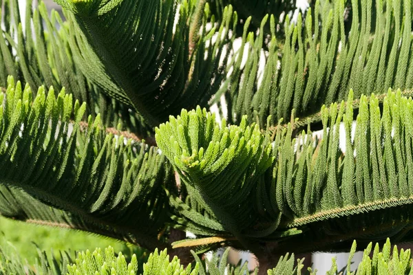 Norfolk Island weather forecast