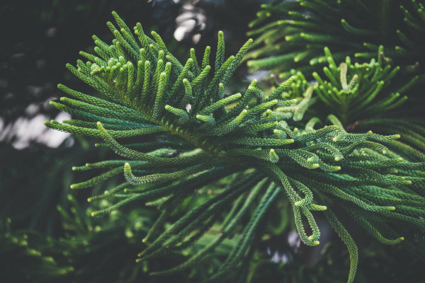 Norfolk Island weather forecast