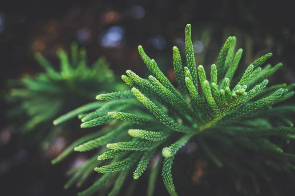 Norfolk Island weather forecast