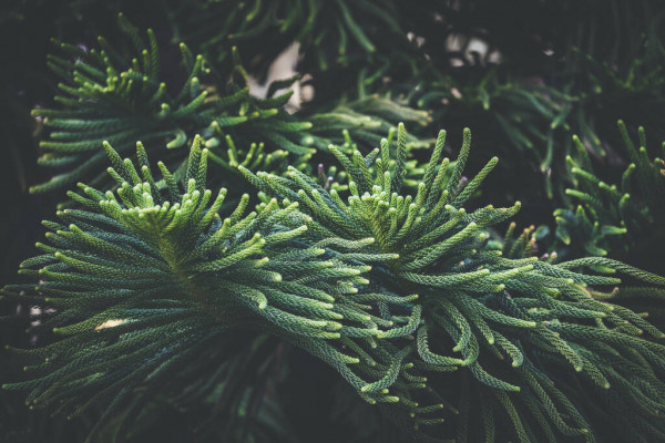 Norfolk Island weather forecast