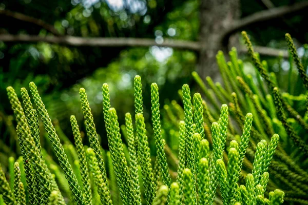 Norfolk Island weather forecast