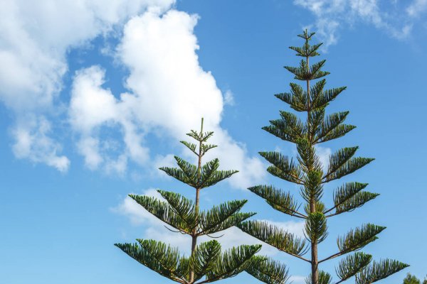 Norfolk Island weather forecast