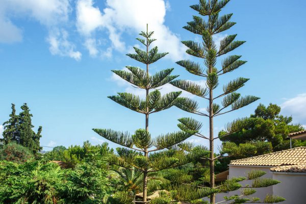 Norfolk Island weather forecast