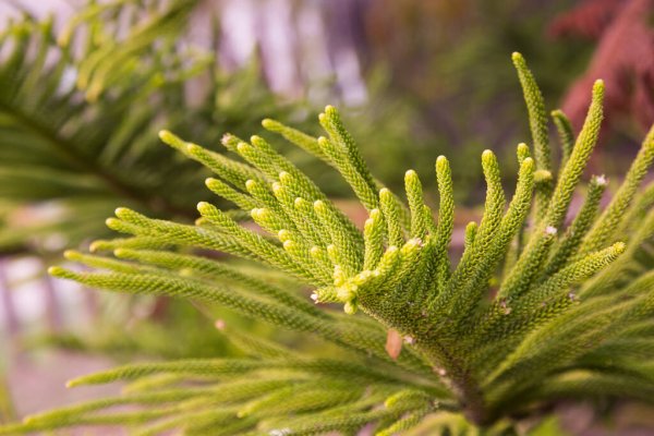 Norfolk Island weather forecast