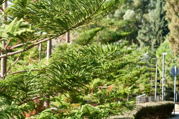 Norfolk Island weather forecast