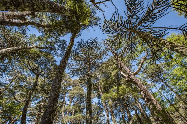 Norfolk Island weather forecast