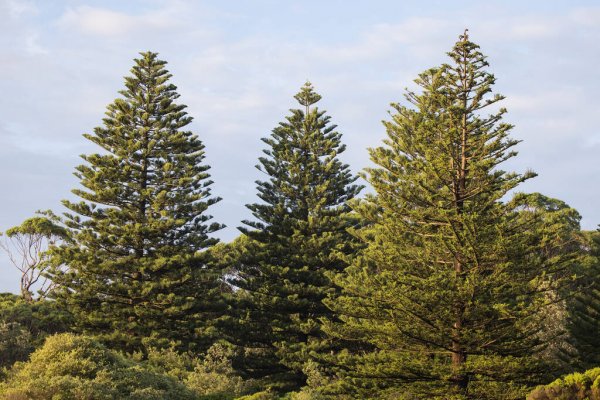 Norfolk Island weather forecast