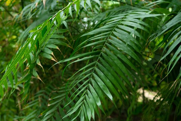 Norfolk Island weather forecast